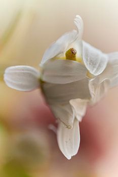 Caterpillar in flower