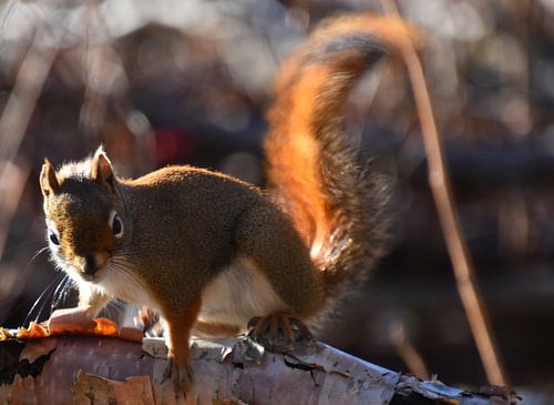 Een rode eekhoorn in de val