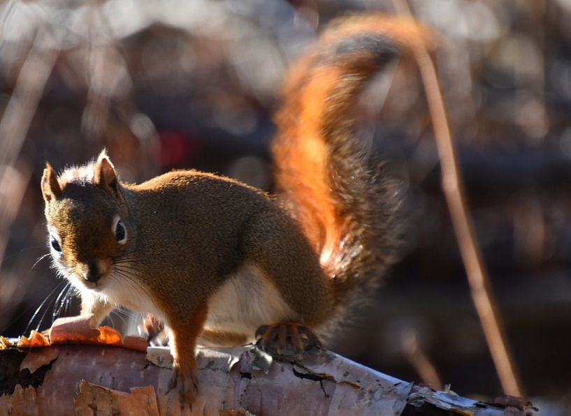 A red squirrel in the trap by Claude Laprise