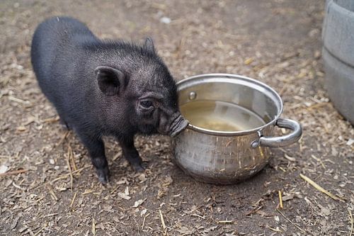 Mini biggetje bij zijn eerste uittocht op de boerderij.