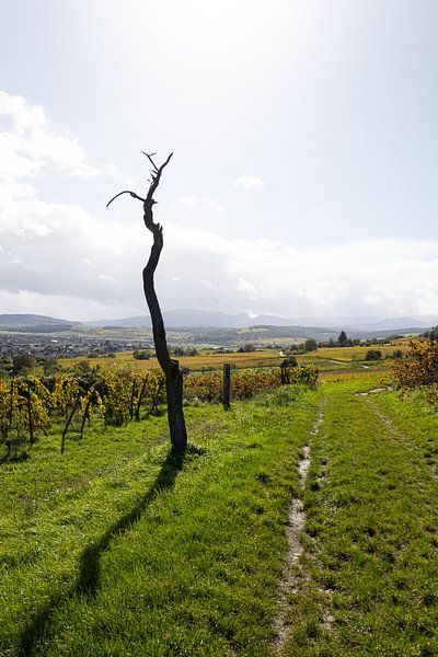 Le vignoble près de Molsheim (Alsace) au début de l'automne (1) par André Blom Fotografie Utrecht