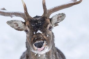 Süßer und frecher Damhirsch