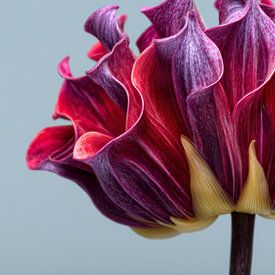 Himmlische Kontraste: Die Fantasie-Dahlie von Adje Photography