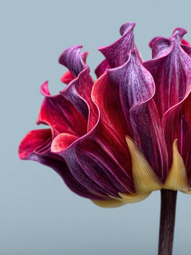 Contrastes célestes : Le Dahlia Fantaisie
