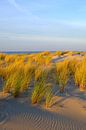 evening sun by Ostsee Bilder thumbnail