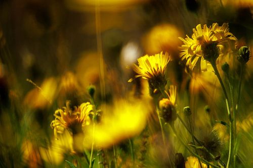 Fleurige paardenbloemen