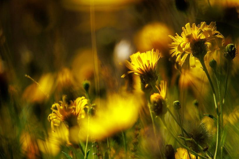 Bright dandelions by Jan