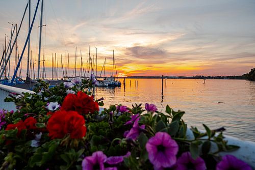 Bloemrijke avondstemming boven de Bodensee