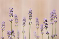 Purple lavender