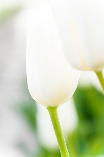 White tulips against green backdrop