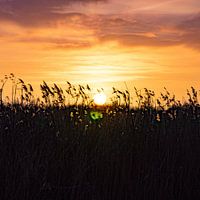 Achter het riet