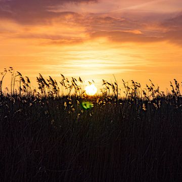 Achter het riet van Whis' photos