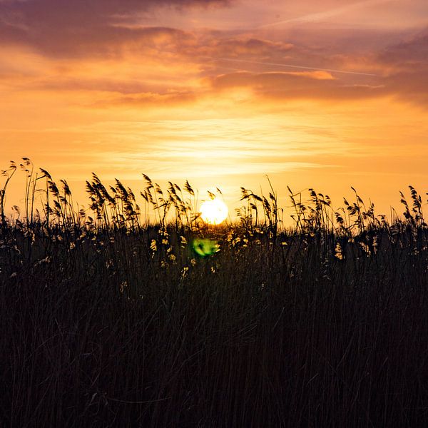 Behind the reeds by Whis' photos