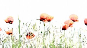 Mohnblumen auf dem Feld von Anouschka Hendriks