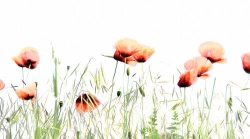 poppies in the field