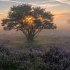 Entre l'arbre sur Jan Koppelaar