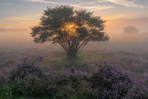 Zwischen dem Baum