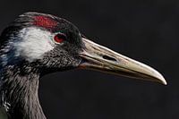 Sandhill kraanvogel op zwarte achtergrond