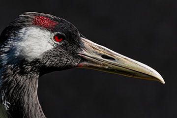 Sandhill kraanvogel op zwarte achtergrond van Fabio Di Giuseppe