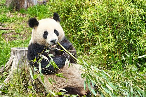 Großer Panda beim Bambus essen. Der bedrohte Bär aus Asien mit schwarz