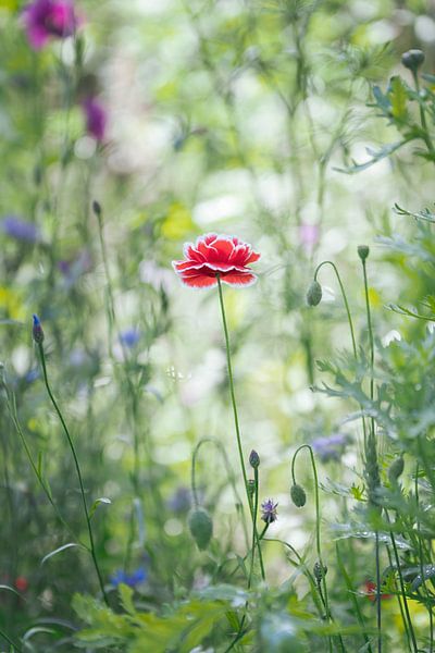 Wonderful world among flowers by Anouschka Hendriks