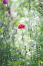 Wonderful world among flowers by Anouschka Hendriks thumbnail