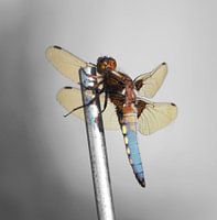 Drachen fliegen