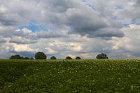 Lenteweide