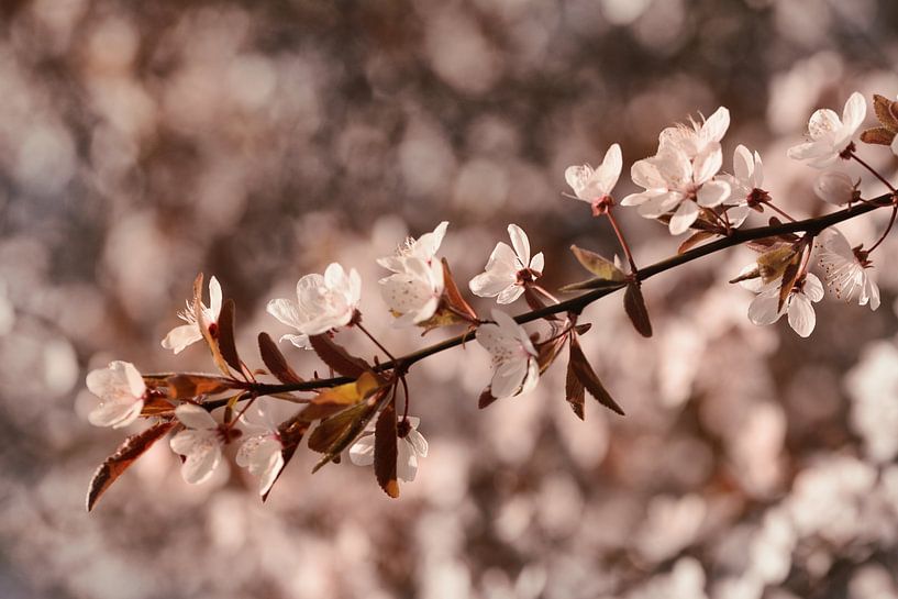 Frühlingsblüte von Saskia Schotanus