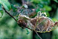 Pluis op blad Tongplaat Dordrecht