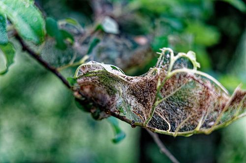 Fluff on leaf Tongplaat Dordrecht