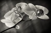 Orchidee van Silke R. thumbnail