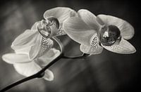 Orchidee