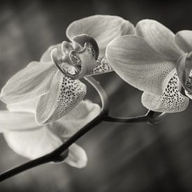 Orchidee van Silke R.