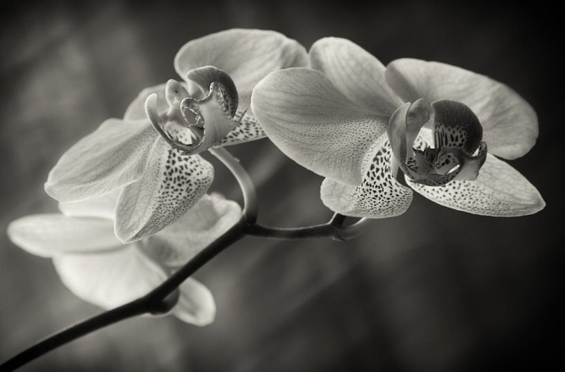 Orchidee van Silke R.