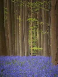 Tapis printanier dans la forêt de Haller sur Lex Schulte