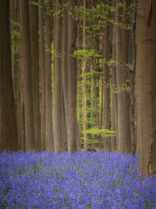 A carpet of spring in the Hallerbos