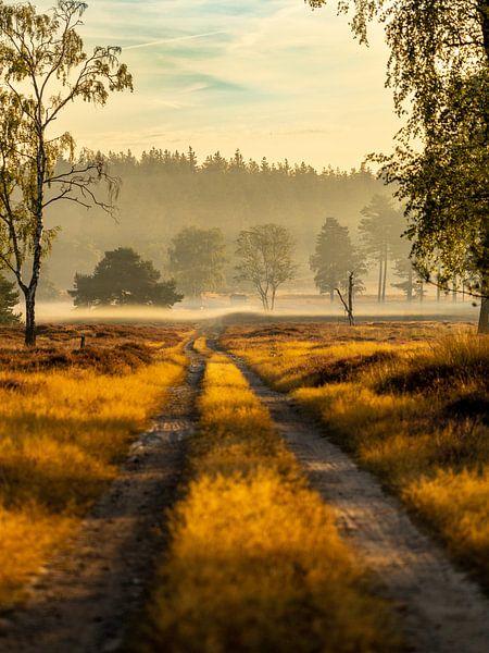 misty morning on the veluwezoom by Roy Kreeftenberg