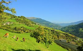 Automne dans la vallée de l'Eisack - Tyrol du Sud sur Gisela Scheffbuch