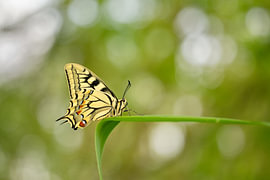 Ein atemberaubender Anblick in der Natur: der Königspapagei von Moetwil en van Dijk - Fotografie landschappen - natuur