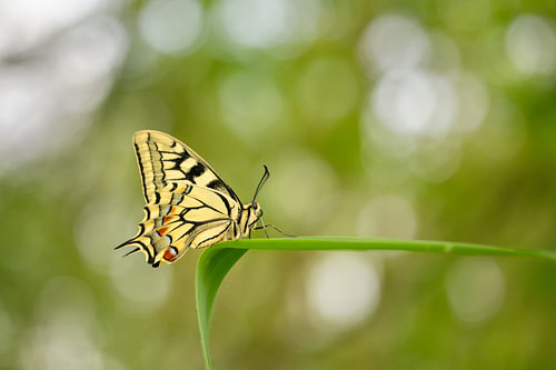 Een adembenemende verschijning in de natuur, de koninginnenpage