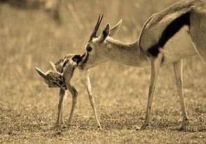 Gazelle et nouveau-né