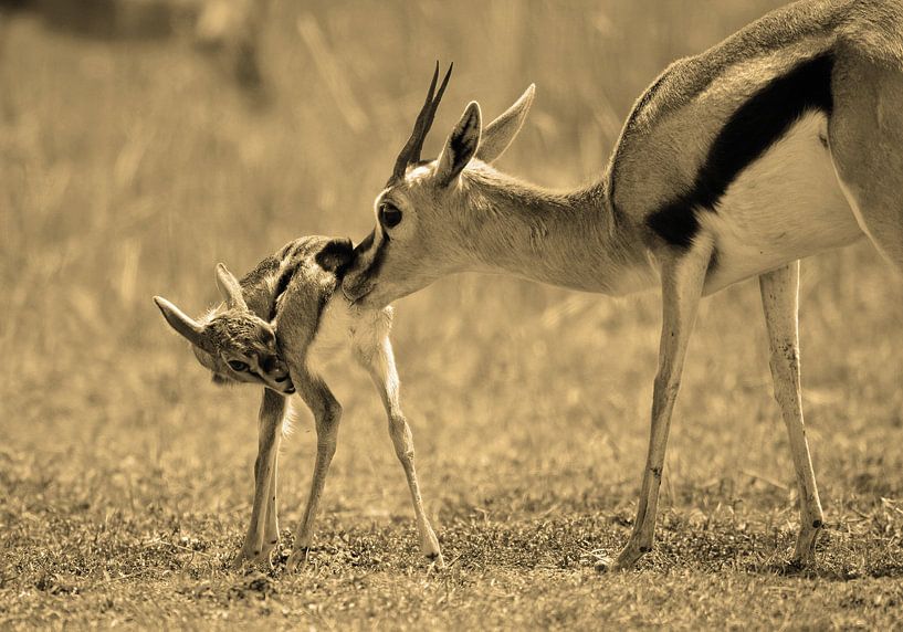 Gazelle and new born van Roland Smeets