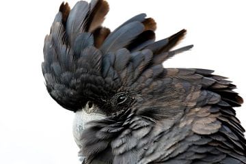 Black cockatoo by Jan Schuler