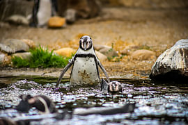 Pinguine [1)