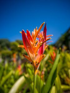 Tropische Blüte auf Mauritius