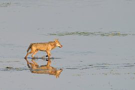 Loup gris européen sur Karin Jähne