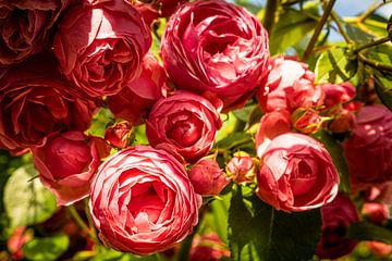 roze bloem wilde roos van Dieter Walther