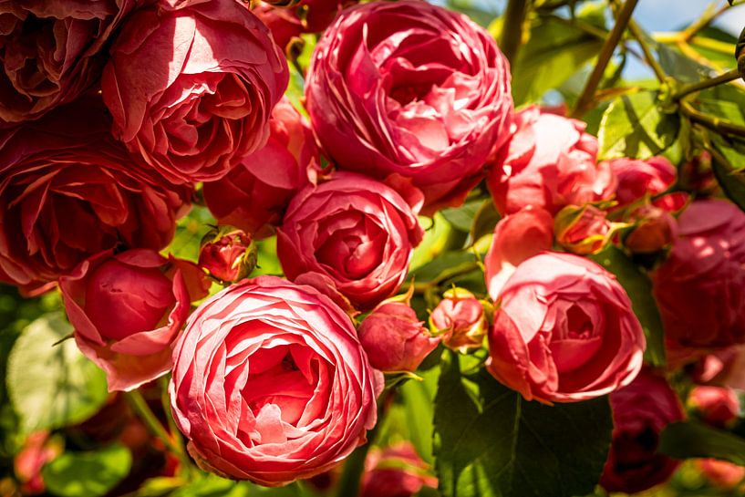 pink flower wild rose by Dieter Walther