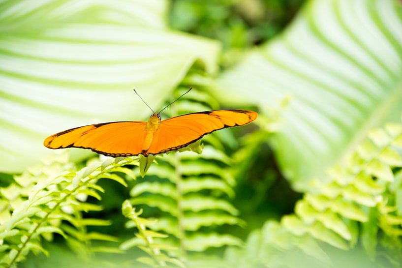 Farfalla arancione by Yvonne van Zuiden